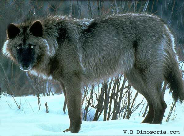 loup 1